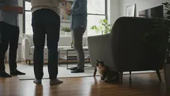 Miksi kissani piiloutuu aina, kun vieraita tulee?