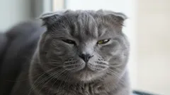 Kissan tunteet paljastuvat eleistä – opi ymmärtämään lemmikkiäsi