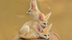 Fenekki – näin aavikon pieni kettu selviytyy äärimmäisissä oloissa