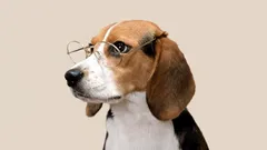 Mitä koirani ajattelee? Tutkimukset paljastavat tunteiden ja aivojen monimutkaisuuden