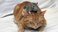 Miksi rotat eivät pelkää kissoja?